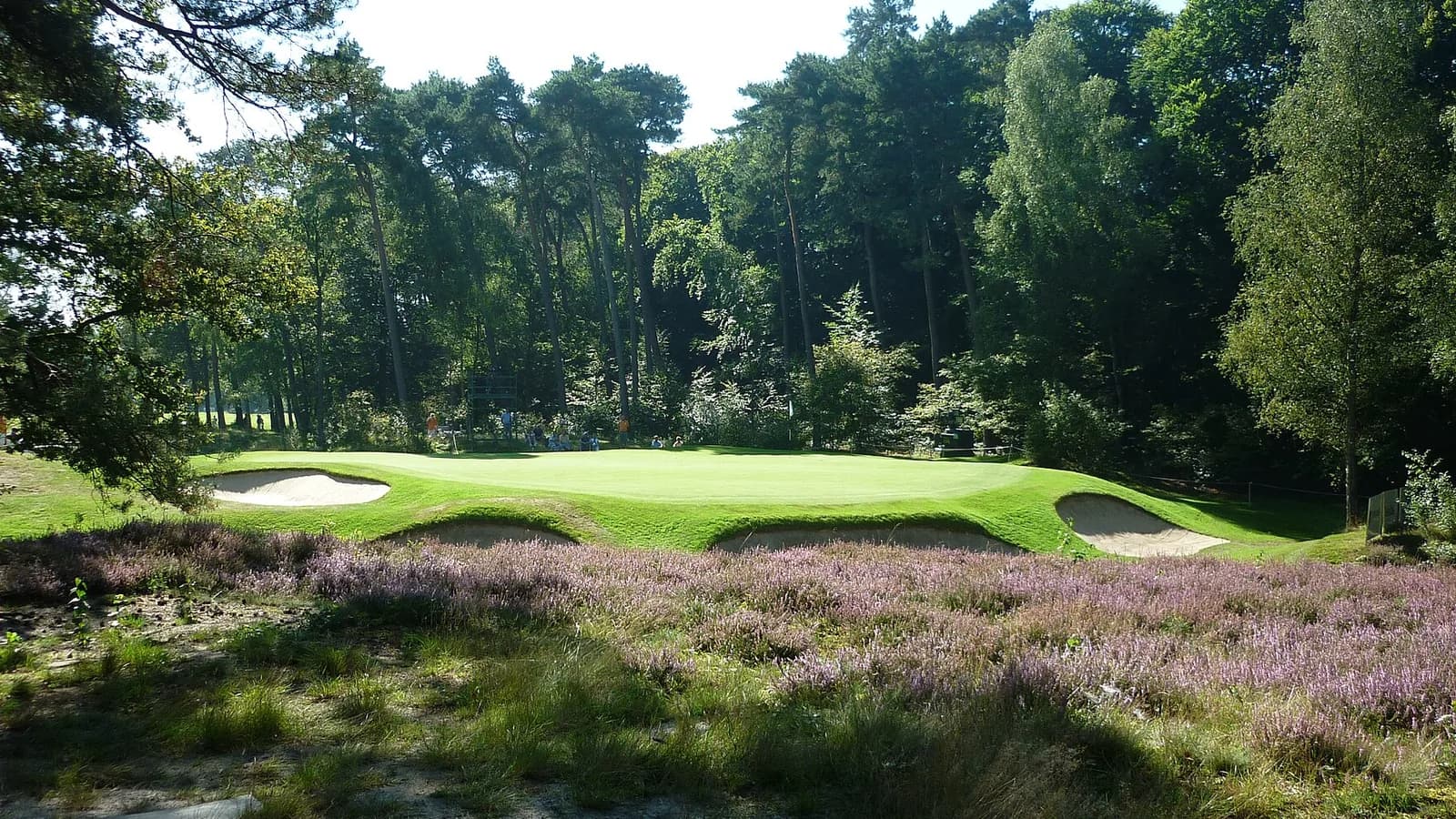 Bloeiende heide voor de gebunkerde 14e green, De Pannenkoek, op de Hilversumsche Golf Club